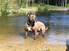 Rescue A Pet Rescue Your Heart Find Free Animals In Need Of A Second Chance In Nh