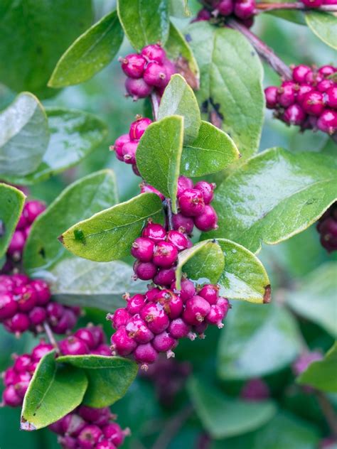 Symphoricarpos Orbiculatus Coralberry Garden Center Marketing