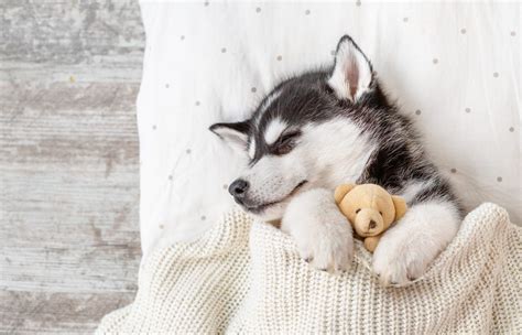 We have an extensive collection of amazing background images carefully chosen by our community. Cute Husky Wallpapers - Top Free Cute Husky Backgrounds ...