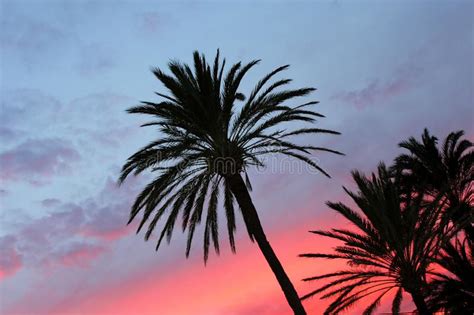 Blue And Orange Red Sunset Palm Trees Royalty Free Stock