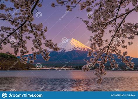 Mount Fuji With Cherry Blossom Sakura View From Lake Kawaguchiko Stock