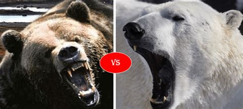 Polar Bear Vs Grizzly Bear Fight Comparison Who Will Win