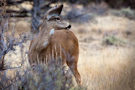 Mule Deer Does In Central Oregon Classyshots Photography