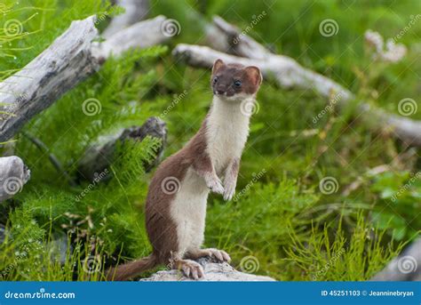 7208 Weasel Stock Photos Free And Royalty Free Stock Photos From