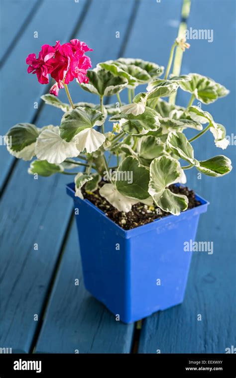 Variegated Leaf Geranium Hi Res Stock Photography And Images Alamy