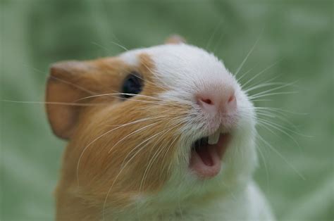 This Is My Face When I See A Cute Picture Of A Guinea Pig Guineapigs