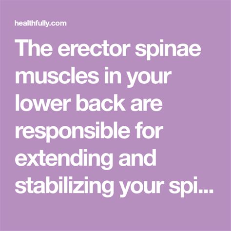 The Erector Spinae Muscles In Your Lower Back Are Responsible For