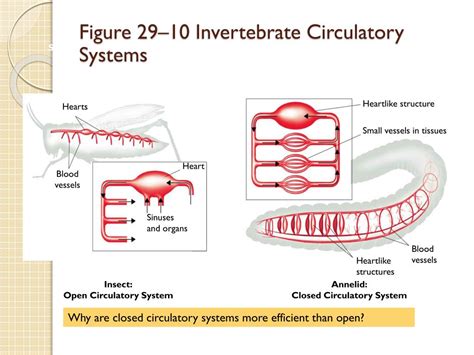 Circulatory System Of Invertebrates