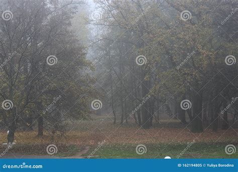 Misty Morning In The Autumn Park Is Mysterious And Quiet Stock Image