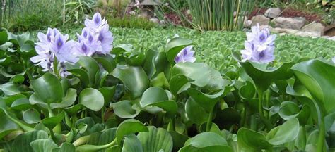 Garden flowers for sale canada. Plants for Ponds | Pond Products Canada - Hydrosphere ...