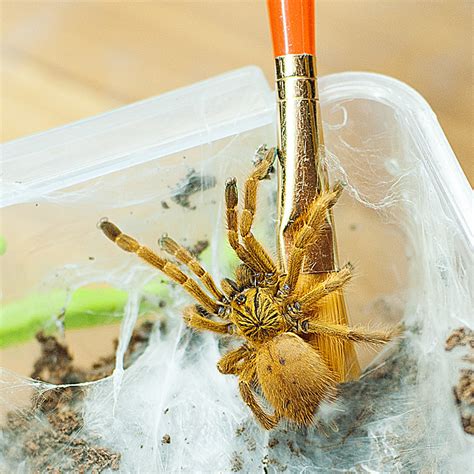 We did not find results for: Orange Baboon Tarantula (Pterinochilus Murinus ...