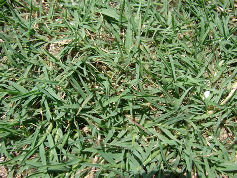 Seasonal Lawn Maintenance Guide For Atlanta Lawnstarter