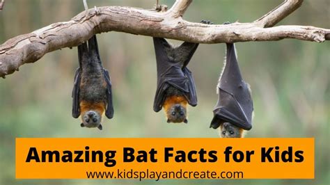 Are Bats Blind Amazing Bat Facts For Kids Kids Play And Create