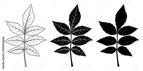 Ash Tree Leaf Vector Illustration Outline Silhouette Line Art