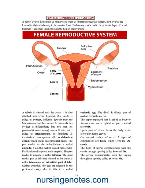 Male And Female Reproductive System Pdf