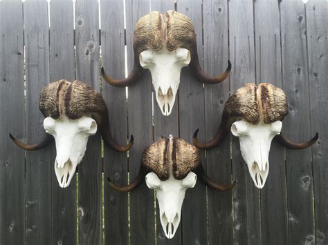 Musk Ox Skull How To Page 2 Forum