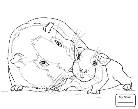 Babar und die abenteuer von badou. Cute Guinea Pig Drawing at GetDrawings | Free download
