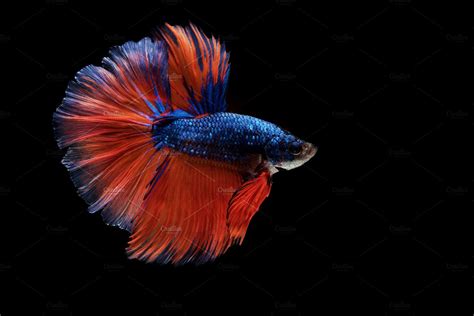 Your resource to discover and connect with designers worldwide. Siamese betta fish ~ Animal Photos ~ Creative Market