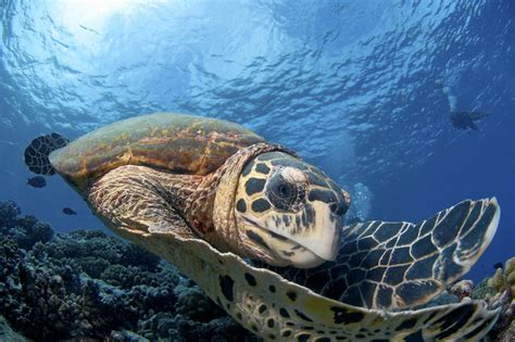 Hawksbill Sea Turtle Project Baldcirclepremium