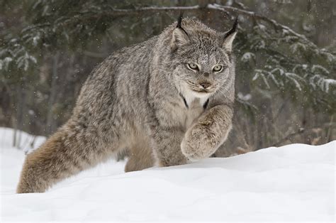 Canadian Wildlife Spotlight The Canada Lynx — Kevin Pepper Photography