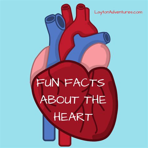 Fun Facts About The Heart