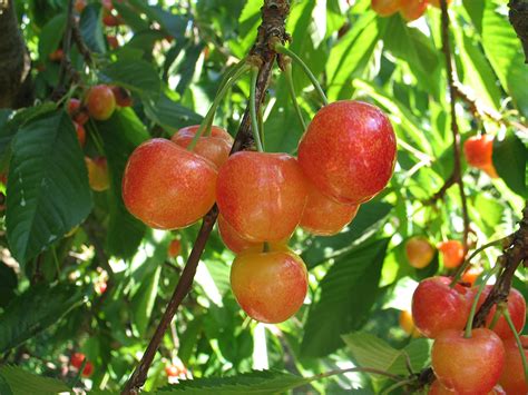 Strong Cherry Crop Possible Good Fruit Grower