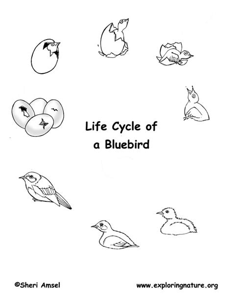 Bird Life Cycle Coloring Pages