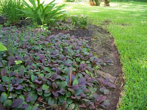 Low Ajuga Ground Cover Plants Ground Cover Plants