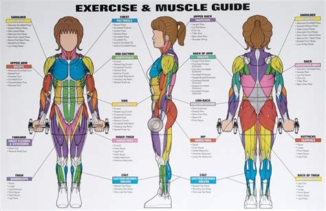 Back Muscle Exercise Chart Sets Of Reps Workout Program For