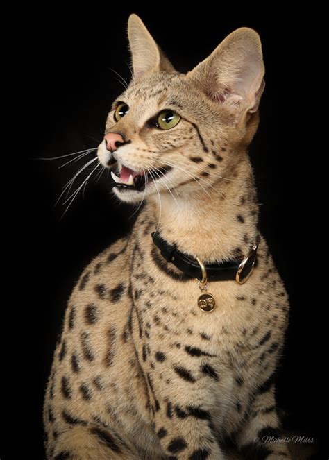 They are known to love water. Savannah Cat Size,Diet,Temperament,Price.