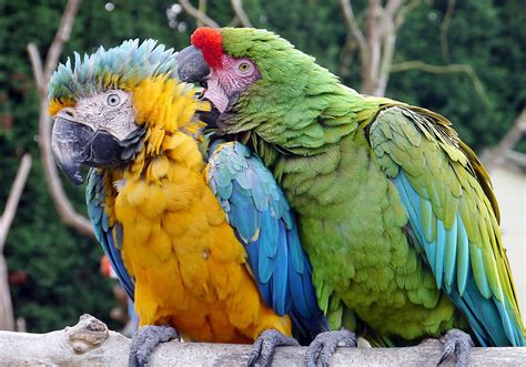Types Of Macaws Species And Facts To Know About