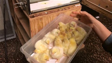 Incubating And Hatching Chicks Taking Chicks Out Of The Incubator