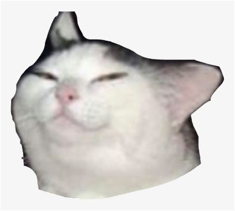 Smug Cat Meme Transparent Png Image Transparent Png Free Download On