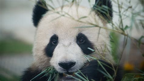 China Says Giant Pandas Are No Longer An Endangered Species Npr