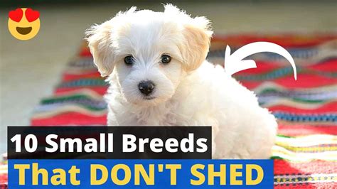 10 Small Breed Dogs That Dont Shed 😱 🐶 Youtube