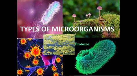 Microorganisms Friendly Or Beneficial Role Youtube
