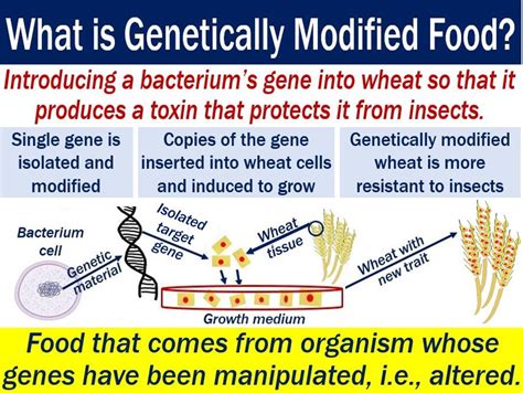 With this new technology on gene manipulation what are the risks of tampering with mother nature?, what effects will this have on the environment?, what are. What is genetically modified food? - Market Business News