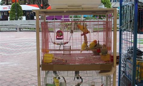 Animals first in all that we do.. Pet Shops Near Me That Sell Birds - Pet's Gallery