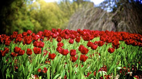Free Images Field Flower Tulip Red Botany Garden Flora Flowers