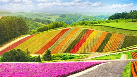 Summer Flowers Garden Colorful Hill At Biei Hokkaido Japan