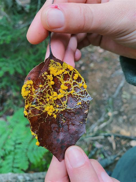 Found On Mount Desert Island Maine Id Rslimemolds