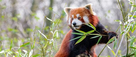 Download Wallpaper 2560x1080 Red Panda Animal Cute Dual
