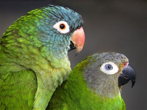 Green Parrot Profiles Whild Standing Side By Side Smithsonian Photo