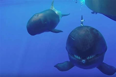 Rare Footage Takes Us Up Close With False Killer Whales Whales And