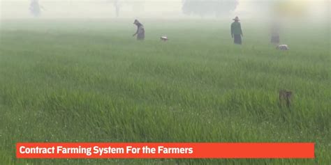Collaborative Effort Contract Farming System For The Farmers Myanmar