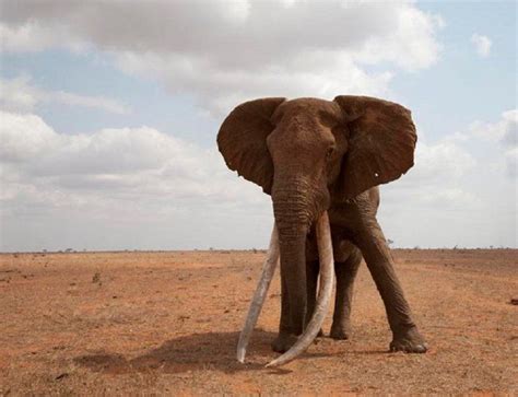 Muere Tim Uno De Los últimos Elefantes De Grandes Colmillos De África