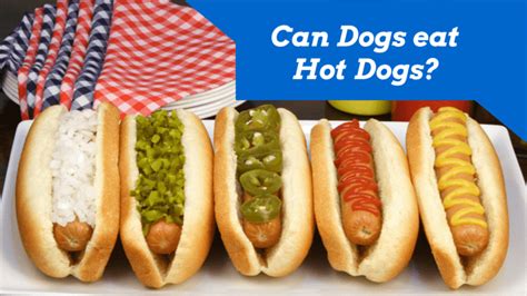 Though my boyfriend claims he is going to die. Can Dogs Eat Hot Dogs? - Smart Dog Owners