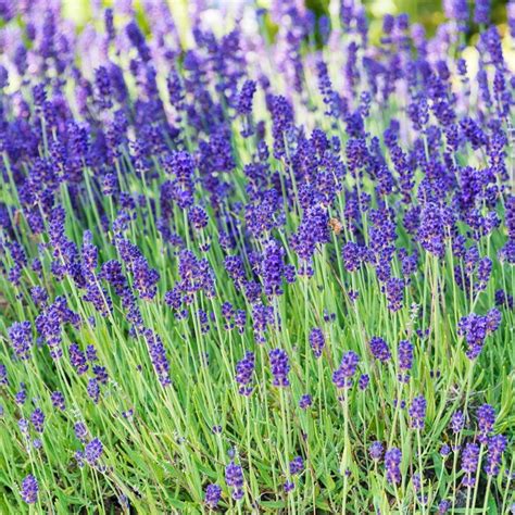 Blue Fragrant Lavender Lavandula Angustifolia Lavender Plant Spring