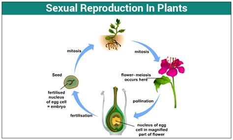 Sexual Reproduction In Plants Pollination Fertilization Free Download Nude Photo Gallery