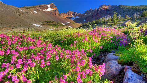 Spring Purple Flowers Mountain Rocky Peaks Snow Rock Blue Sky Beautiful